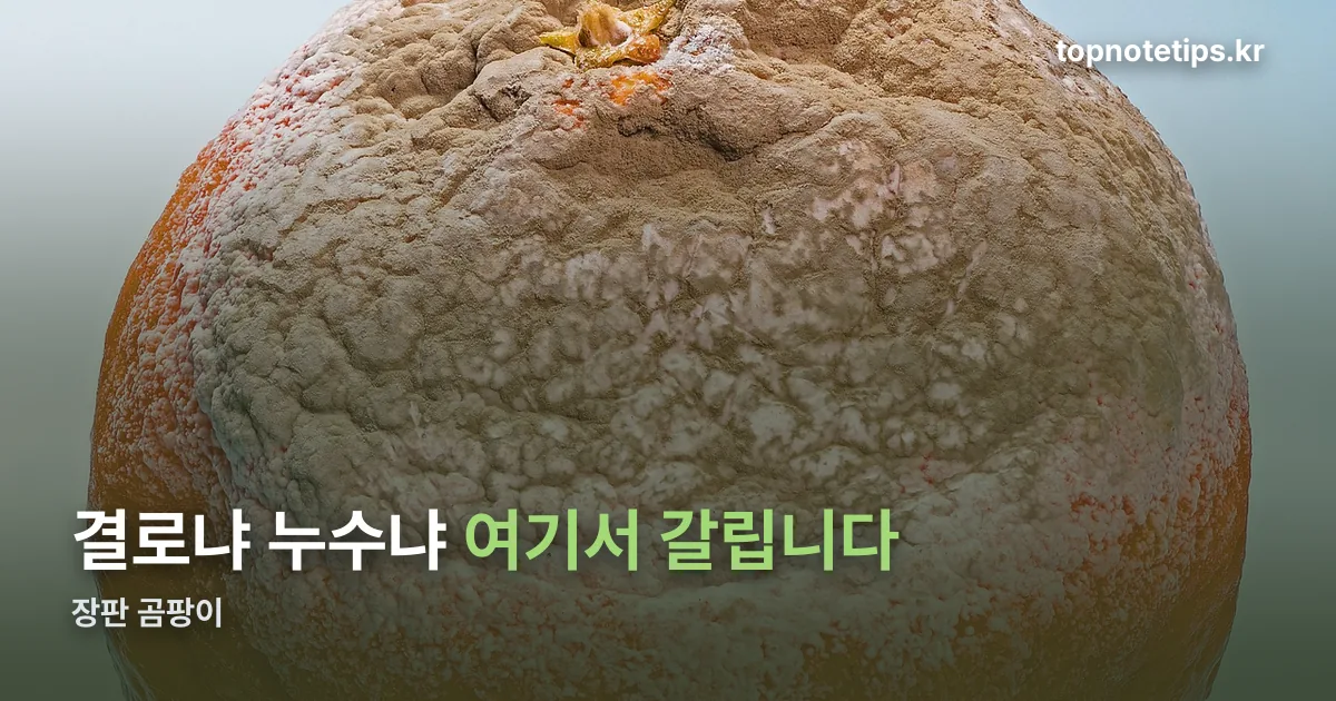 장판 곰팡이 정리 썸네일