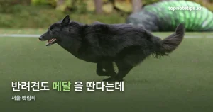 서울 펫림픽 2026 — 10월 24~25일, 도그트레일·어질리티 프로그램 정리