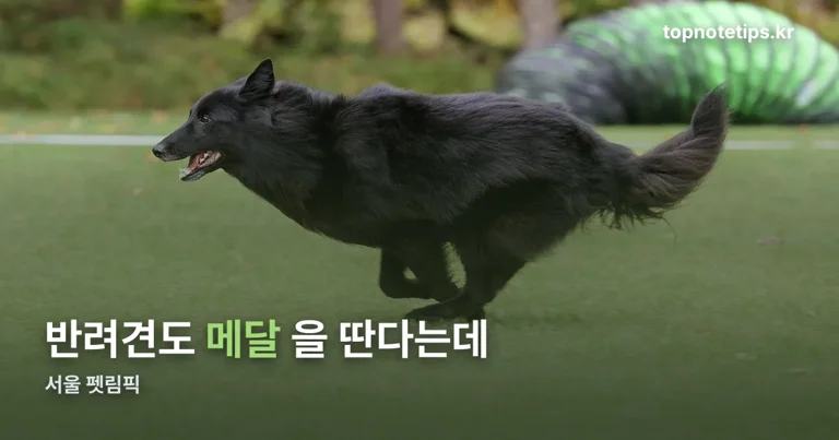 서울 펫림픽 정리 썸네일