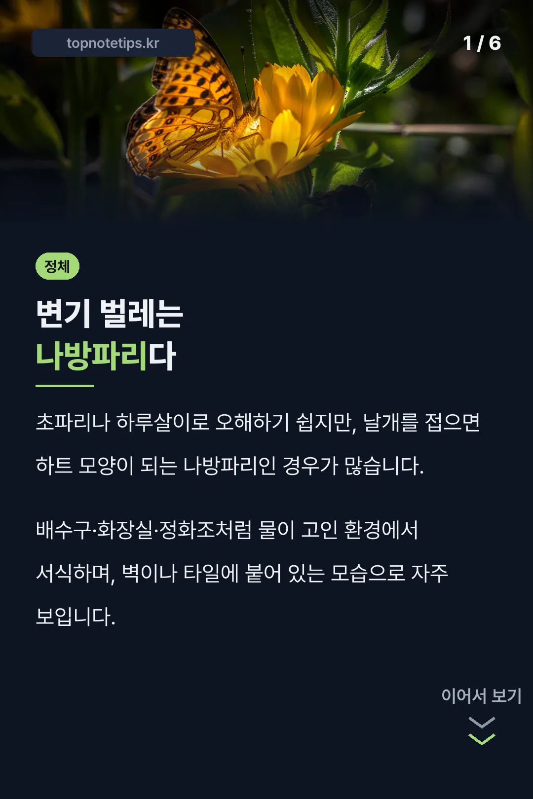 변기 벌레는 나방파리다