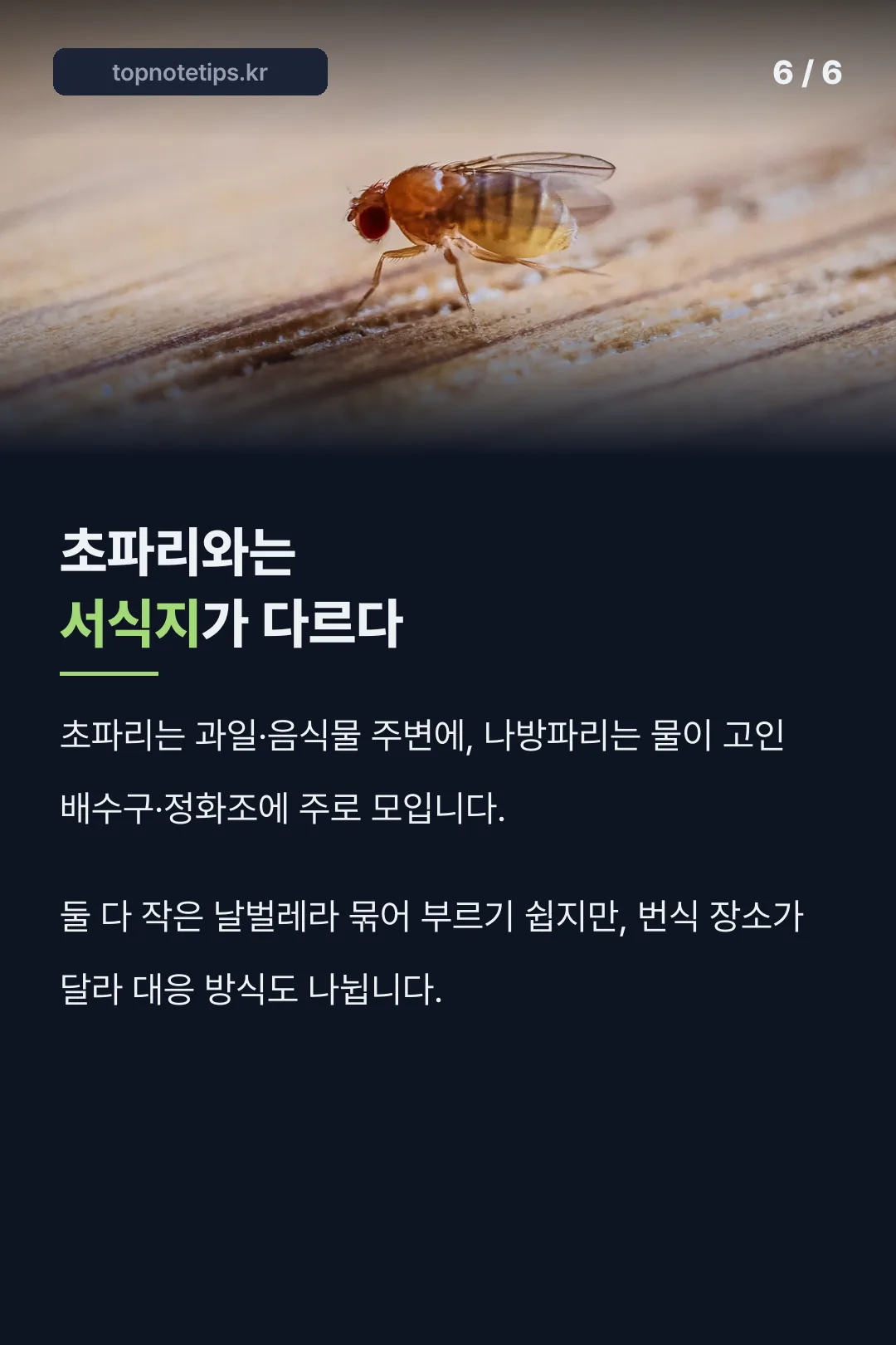 초파리와는 서식지가 다르다