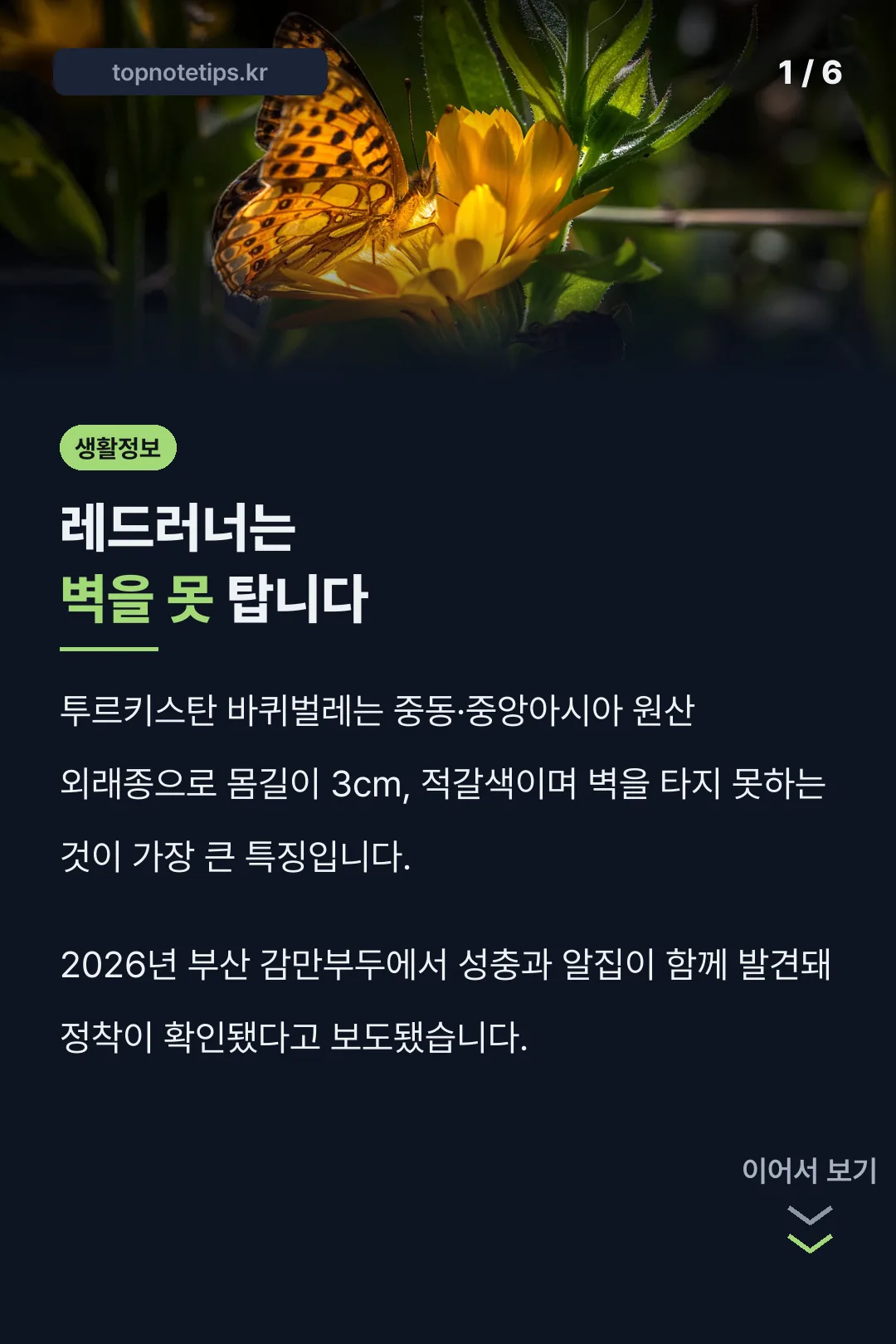 투르키스탄 바퀴벌레 벽 못 타는 특징