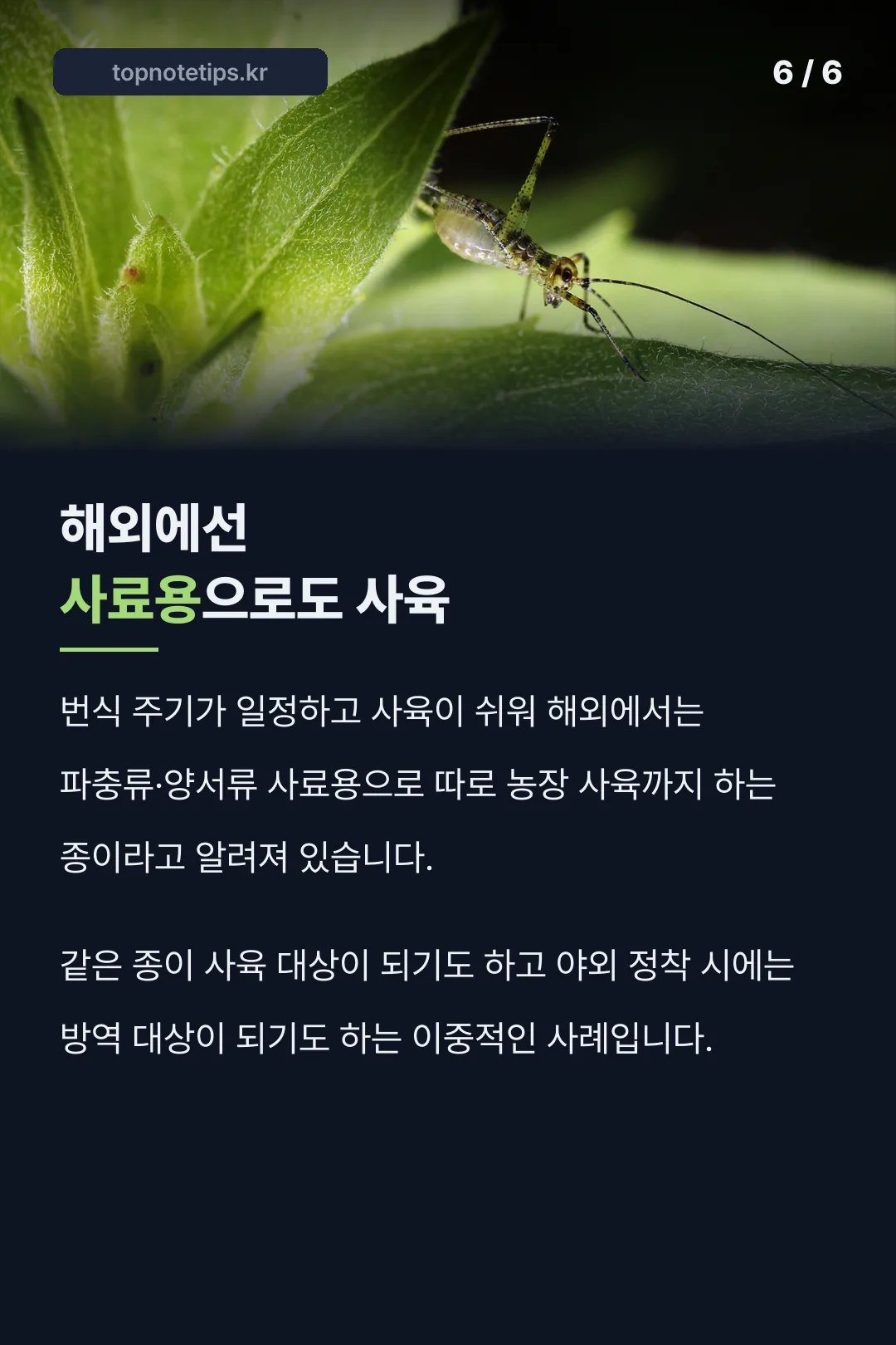 해외 사료용 사육 이중 사례