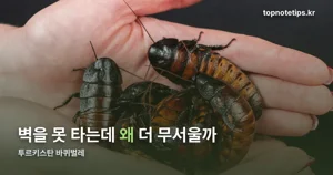 투르키스탄 바퀴벌레 — 벽을 못 타는 외래종, 부산 정착까지