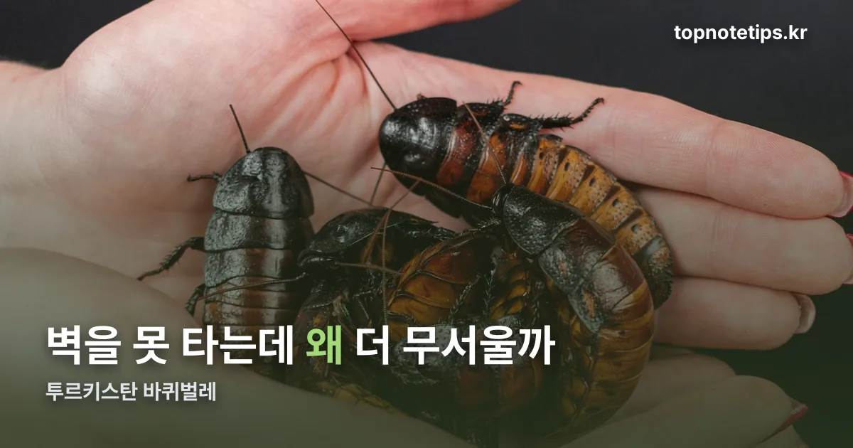 투르키스탄 바퀴벌레 정리 썸네일
